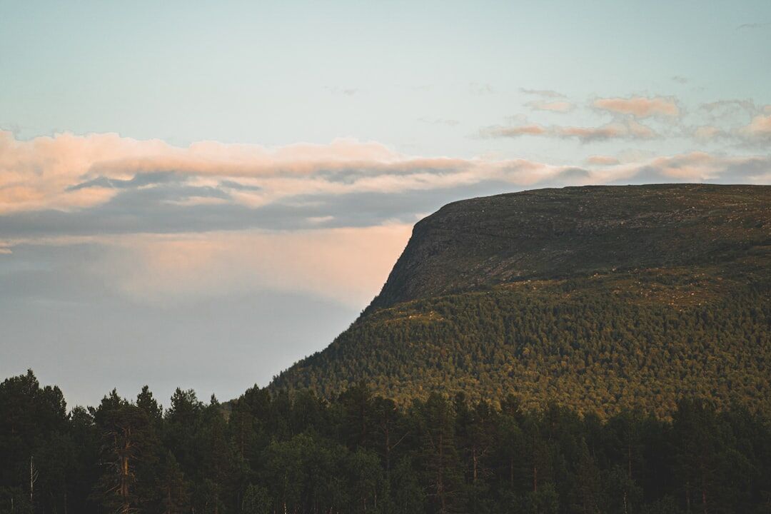 swedish forest hiking